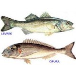 Balık Ürünleri