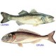 Balık Ürünleri